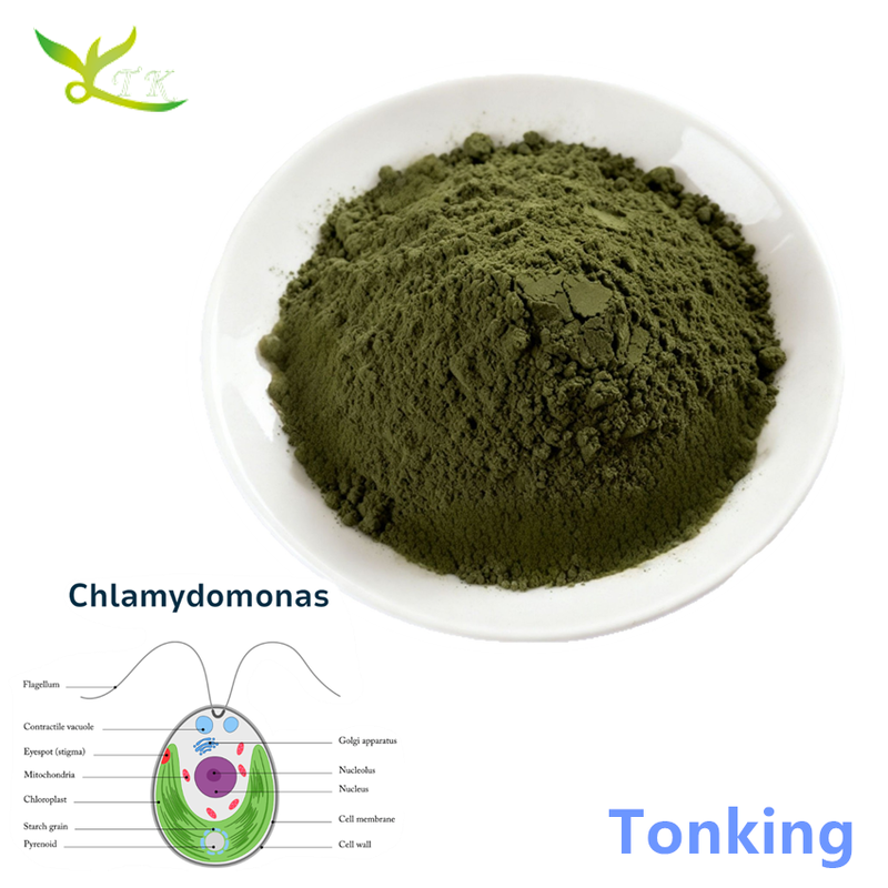 High Quality Plant Protein Powder Chlamydomonas Reinhardtii Powder Protein 30%