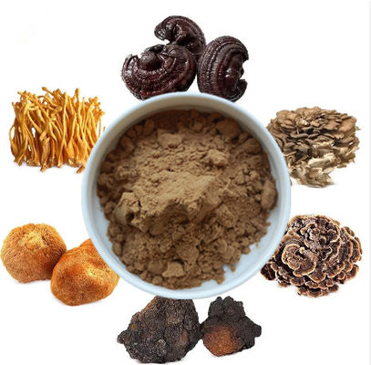 Mezcla de extracto de hongo en polvo 6 en 1 Cordyceps Ganoderma Reishi Chaga Turquía cola Maitake Leones melena Polvo de hongo