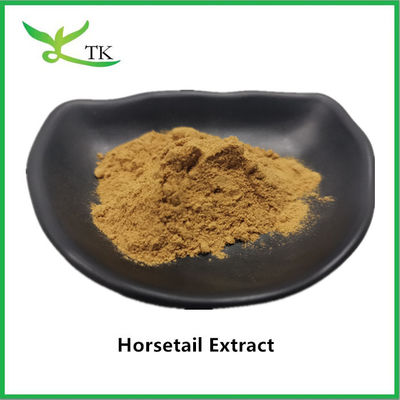 Extracto de cola de caballo 100% natural en polvo Equisetum Arvense Extract 10:1