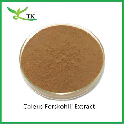 Por mayor Extracto de plantas naturales Coleus Forskohlii Extracto de polvo Forskolin precio