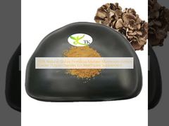 Extracto de polvo de polisacáridos de hongo Maitake Grifola Frondosa 100% natural para suplementos de salud